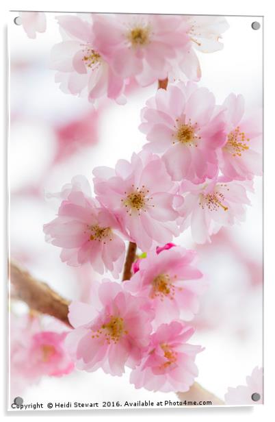 Cherry Blossom Petals  Acrylic by Heidi Stewart