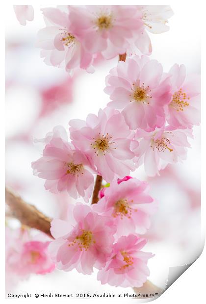 Cherry Blossom Petals  Print by Heidi Stewart