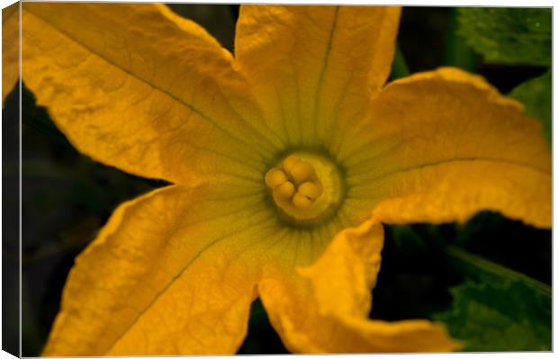 Yellow Courgette Flower Canvas Print by Jacqi Elmslie