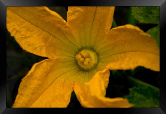 Yellow Courgette Flower Framed Print by Jacqi Elmslie