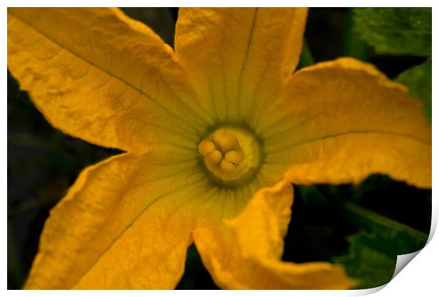 Yellow Courgette Flower Print by Jacqi Elmslie