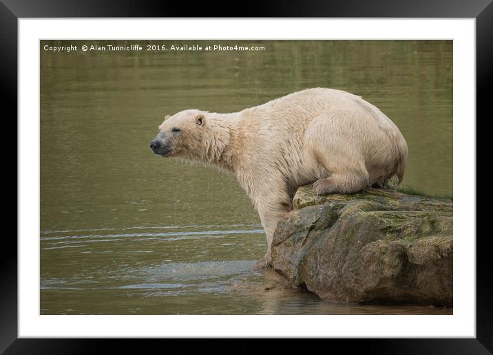 Polar Bear Framed Mounted Print by Alan Tunnicliffe