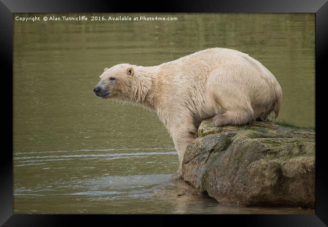 Polar Bear Framed Print by Alan Tunnicliffe