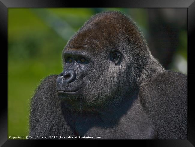 Silverback gorilla Framed Print by Tom Dolezal