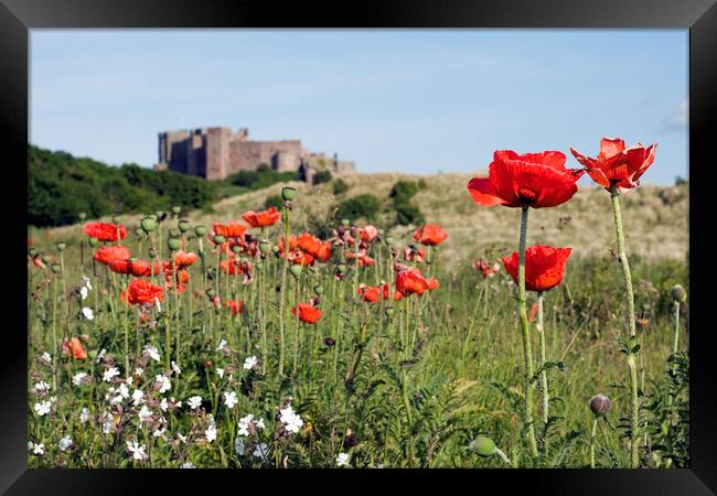 Poppies and Bambugh Castle. Framed Print by Ivan Kovacs