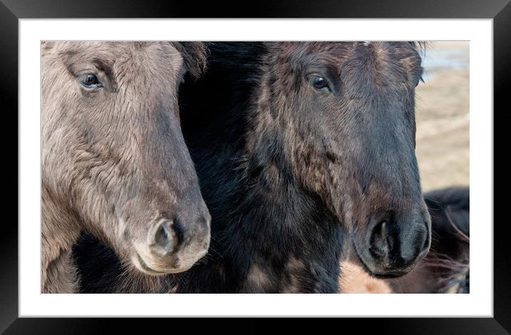 Icelandic Horses Close Up Framed Mounted Print by Nick Jenkins