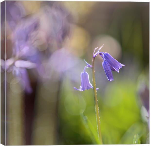 Bluebell in springtime Canvas Print by Jackie Davies