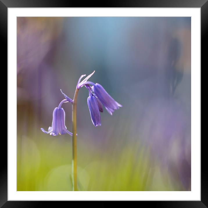 Bluebell in springtime Framed Mounted Print by Jackie Davies