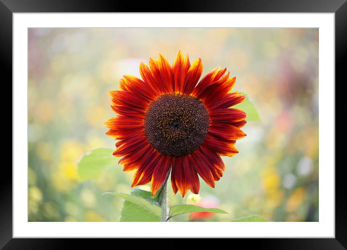 Red Sunflower in a Cottage Garden Framed Mounted Print by Jackie Davies