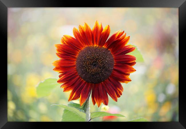 Red Sunflower in a Cottage Garden Framed Print by Jackie Davies