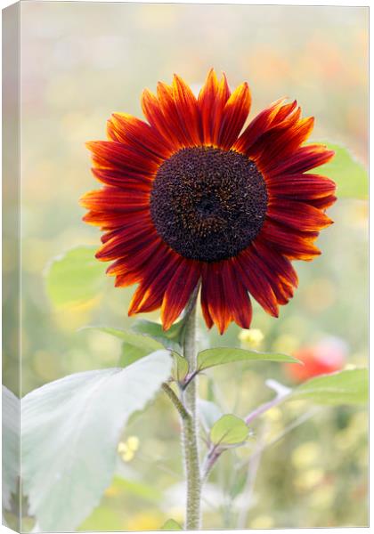 Red Sunflower in a Cottage Garden Canvas Print by Jackie Davies