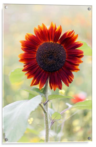 Red Sunflower in a Cottage Garden Acrylic by Jackie Davies