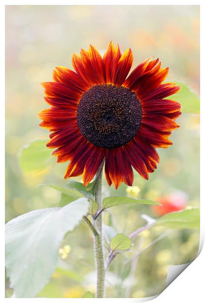 Red Sunflower in a Cottage Garden Print by Jackie Davies