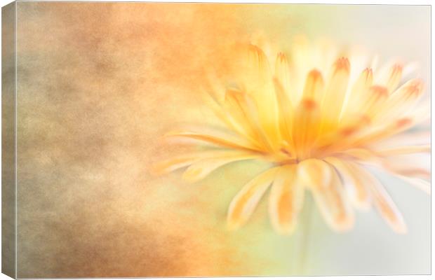 Marigold with Texture Canvas Print by Jackie Davies