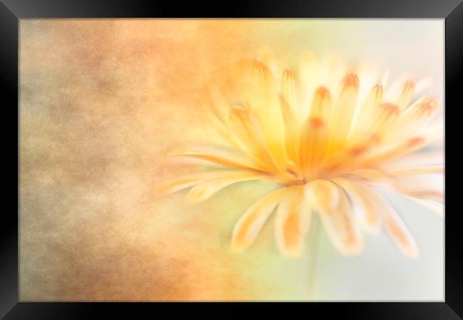 Marigold with Texture Framed Print by Jackie Davies