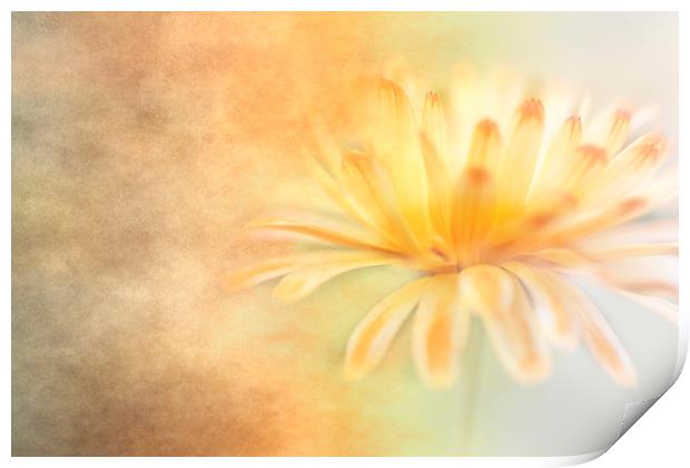 Marigold with Texture Print by Jackie Davies