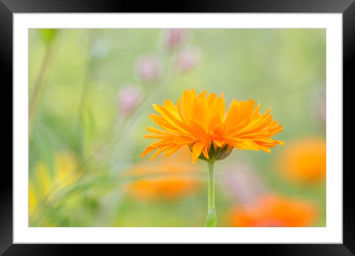 Marigold in the Garden.  Framed Mounted Print by Jackie Davies