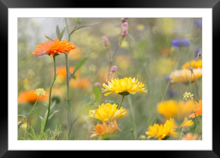 Marigolds in the Garden.   Framed Mounted Print by Jackie Davies