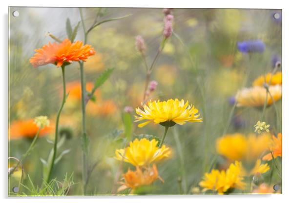Marigolds in the Garden.   Acrylic by Jackie Davies