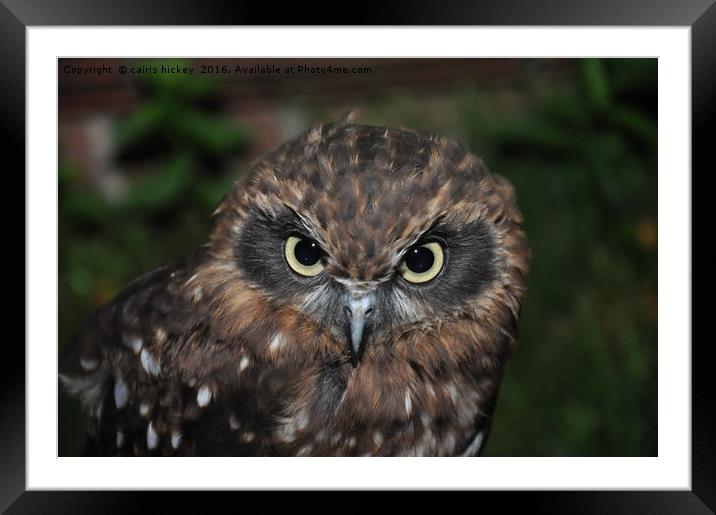 Long Ear Owl Framed Mounted Print by cairis hickey