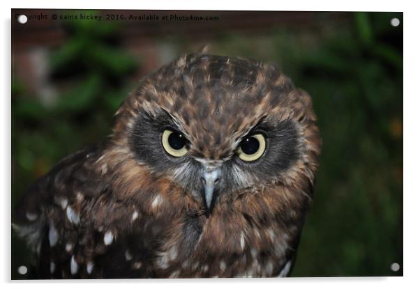 Long Ear Owl Acrylic by cairis hickey