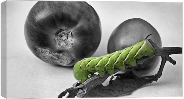 Green tomatoes and worm Canvas Print by Jean Scott