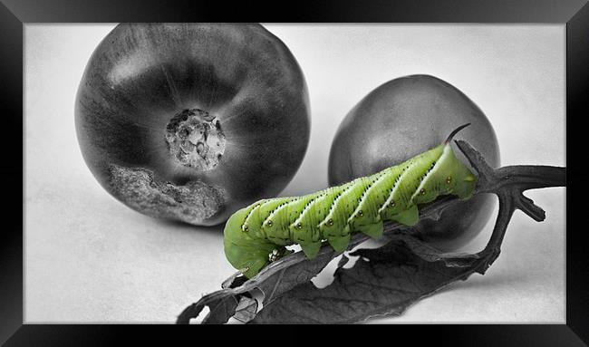 Green tomatoes and worm Framed Print by Jean Scott