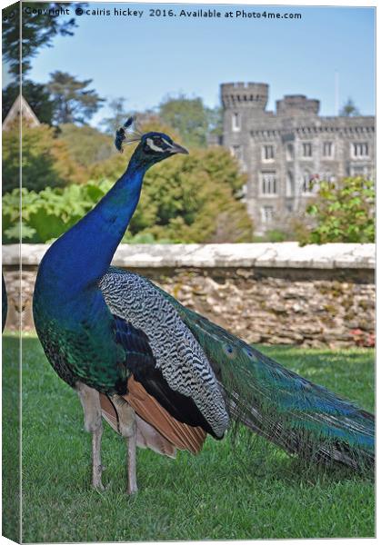 Peacock castle Canvas Print by cairis hickey