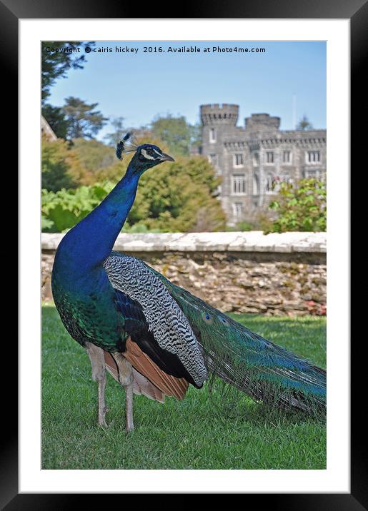 Peacock castle Framed Mounted Print by cairis hickey