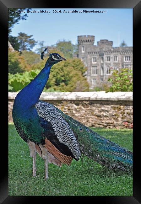 Peacock castle Framed Print by cairis hickey