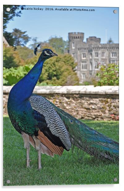 Peacock castle Acrylic by cairis hickey