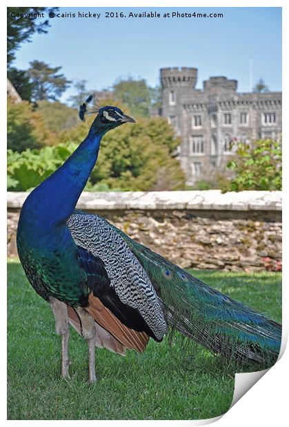 Peacock castle Print by cairis hickey