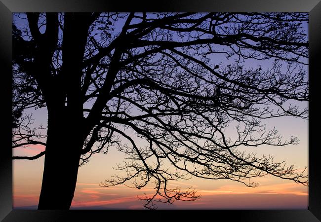 Sunrise Tree Silhouette  Framed Print by Jackie Davies