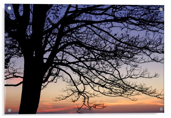 Sunrise Tree Silhouette  Acrylic by Jackie Davies