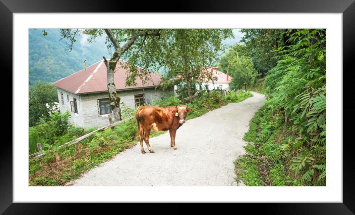 Cow Framed Mounted Print by Svetlana Sewell