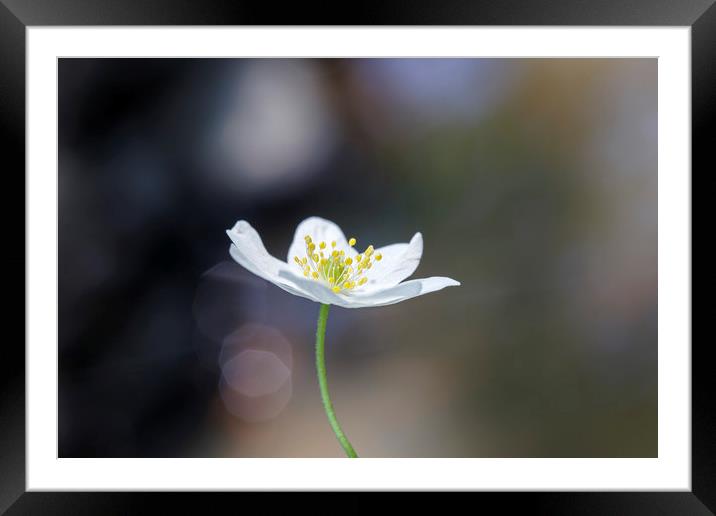 Wood Anemone Framed Mounted Print by Jackie Davies