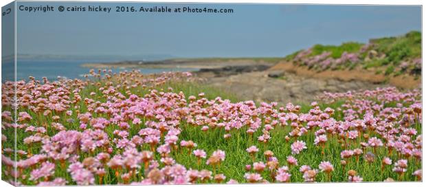 Seapinks wexford ireland Canvas Print by cairis hickey
