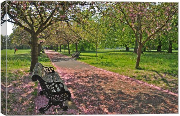 Bench of Blossom Canvas Print by cairis hickey