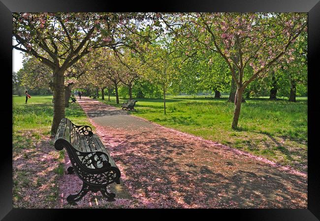 Bench of Blossom Framed Print by cairis hickey