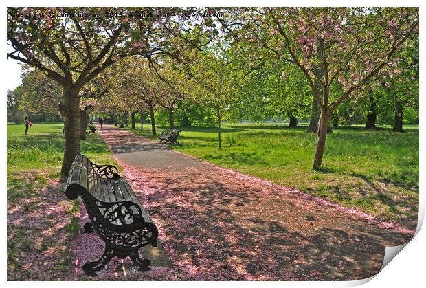 Bench of Blossom Print by cairis hickey