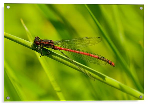 Odonata Acrylic by Mark Robson