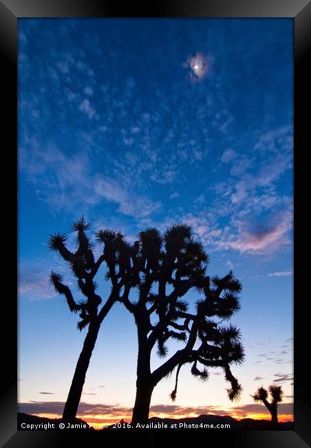 Joshua Trees beautifully lit during sunrise. Framed Print by Jamie Pham