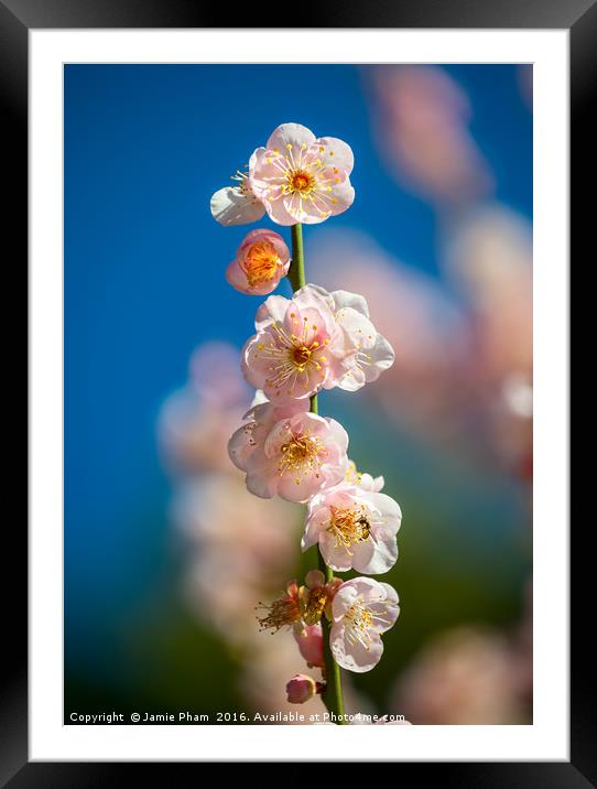 Beautiful springtime blossom of the Japanese Apric Framed Mounted Print by Jamie Pham
