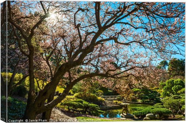 Beautiful springtime blossom of the Japanese Apric Canvas Print by Jamie Pham