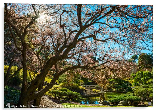 Beautiful springtime blossom of the Japanese Apric Acrylic by Jamie Pham