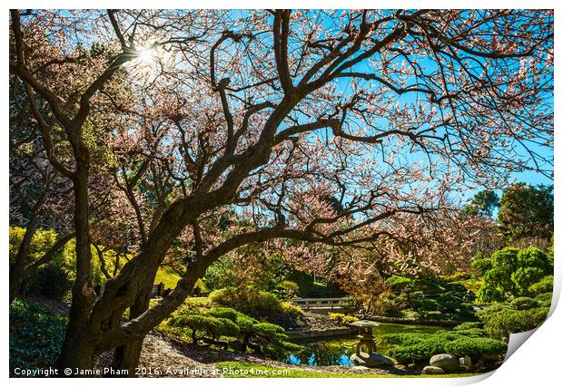 Beautiful springtime blossom of the Japanese Apric Print by Jamie Pham