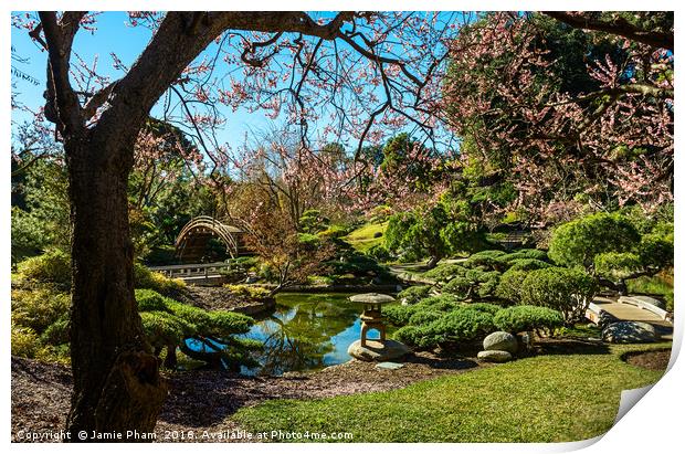 Beautiful springtime blossom of the Japanese Apric Print by Jamie Pham