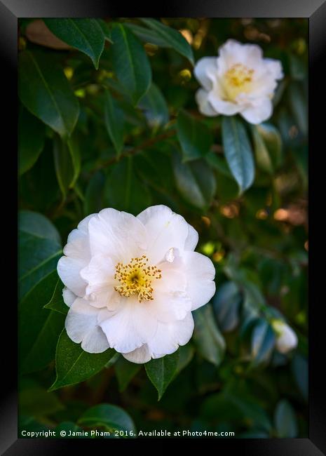 Beautiful Camellia japonica, Queen Bessie flower. Framed Print by Jamie Pham