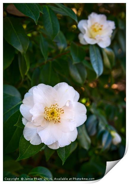 Beautiful Camellia japonica, Queen Bessie flower. Print by Jamie Pham