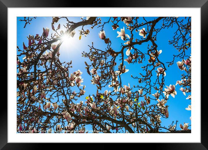 Beautiful magnolia blossom. Framed Mounted Print by Jamie Pham